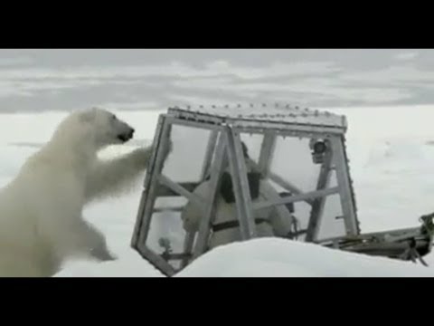 野生動物攝影師的北極熊歷險記